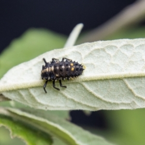 Harmonia conformis at Paddys River, ACT - 30 Dec 2022 11:10 AM