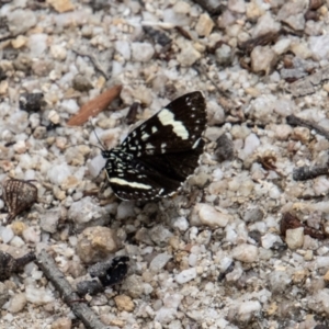 Idalima affinis at Paddys River, ACT - 30 Dec 2022