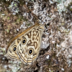 Geitoneura acantha at Paddys River, ACT - 30 Dec 2022 12:14 PM