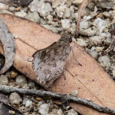 Trapezites phigalioides (Montane Ochre) at Tidbinbilla Nature Reserve - 30 Dec 2022 by SWishart