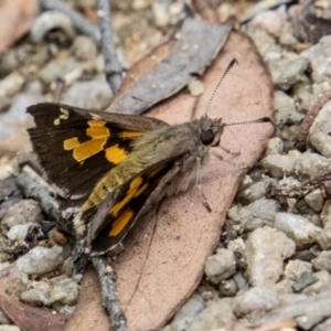 Trapezites phigalioides at Paddys River, ACT - 30 Dec 2022 11:27 AM