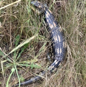 Tiliqua nigrolutea at Wamboin, NSW - 30 Dec 2022