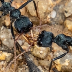 Myrmecia sp. (genus) (Bull ant or Jack Jumper) at Tidbinbilla Nature Reserve - 30 Dec 2022 by SWishart