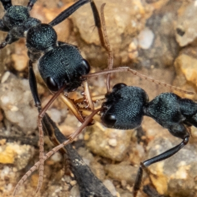 Myrmecia sp. (genus) (Bull ant or Jack Jumper) at Paddys River, ACT - 30 Dec 2022 by SWishart