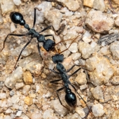 Myrmecia tarsata at Paddys River, ACT - 30 Dec 2022 11:40 AM