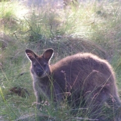 Notamacropus rufogriseus (Red-necked Wallaby) at Cradle Mountain, TAS - 28 Jan 2011 by MatthewFrawley