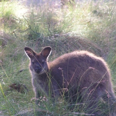 Notamacropus rufogriseus (Red-necked Wallaby) at Cradle Mountain National Park - 27 Jan 2011 by MatthewFrawley