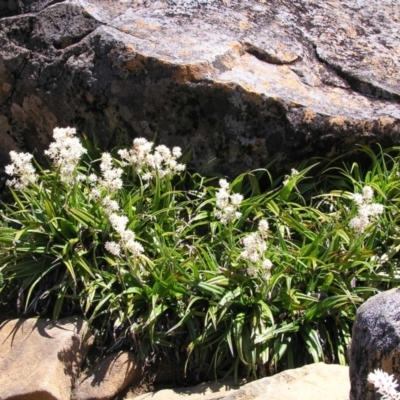 Milligania densiflora at Cradle Mountain, TAS - 28 Jan 2011 by MatthewFrawley