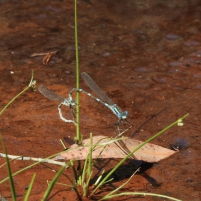 Austrolestes leda (Wandering Ringtail) at Morton National Park - 27 Dec 2022 by GlossyGal
