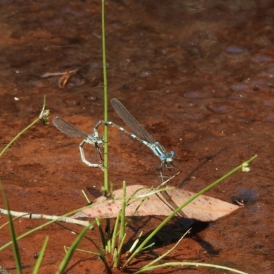 Austrolestes leda (Wandering Ringtail) at Bundanoon - 28 Dec 2022 by GlossyGal
