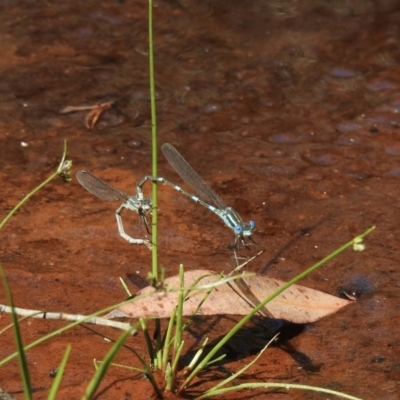 Austrolestes leda (Wandering Ringtail) at Bundanoon, NSW - 27 Dec 2022 by GlossyGal