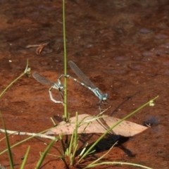 Austrolestes leda (Wandering Ringtail) at Bundanoon, NSW - 27 Dec 2022 by GlossyGal