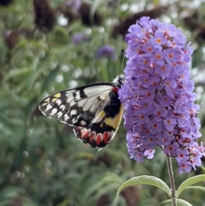 Delias aganippe (Spotted Jezebel) at Murrumbateman, NSW - 30 Dec 2022 by SimoneC