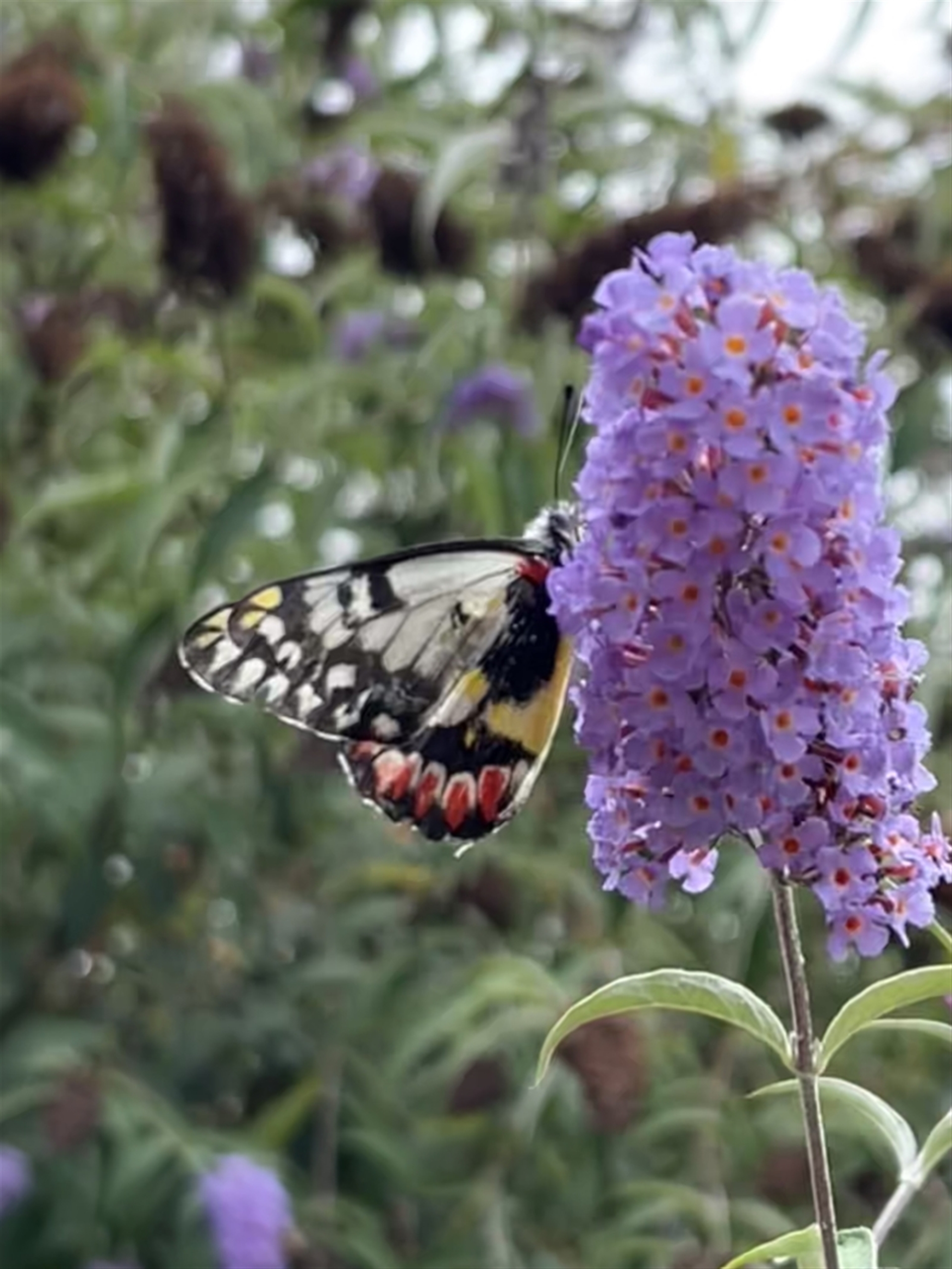 Delias aganippe at Murrumbateman, NSW - 30 Dec 2022 12:40 PM