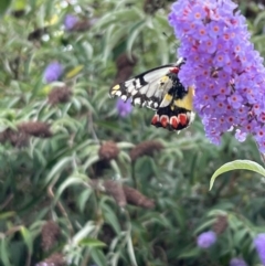 Delias aganippe at Murrumbateman, NSW - 30 Dec 2022