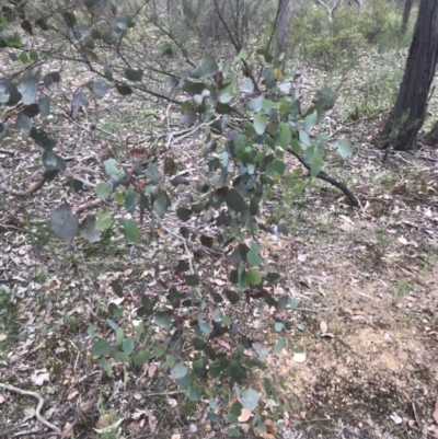 Eucalyptus polyanthemos (Red Box) at Taradale, VIC - 11 Dec 2022 by Tapirlord