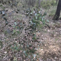 Eucalyptus polyanthemos at Taradale, VIC - 11 Dec 2022 12:52 PM