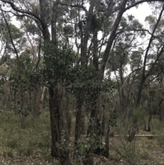 Eucalyptus polyanthemos at Taradale, VIC - 11 Dec 2022
