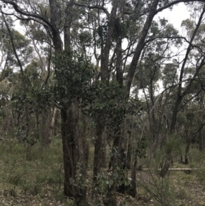 Eucalyptus polyanthemos at Taradale, VIC - 11 Dec 2022 12:52 PM