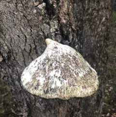 Unidentified Pored or somewhat maze-like on underside [bracket polypores] at Taradale, VIC - 11 Dec 2022 by Tapirlord