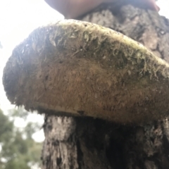 Laetiporus portentosus at Taradale, VIC - 11 Dec 2022 05:51 PM