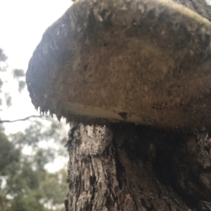 Laetiporus portentosus at Taradale, VIC - 11 Dec 2022 05:51 PM