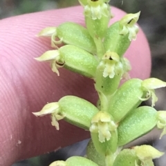 Microtis arenaria (Notched Onion Orchid) at Fryerstown, VIC - 11 Dec 2022 by Tapirlord