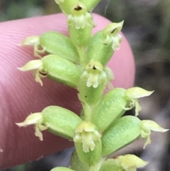 Microtis arenaria at Fryerstown, VIC - 11 Dec 2022