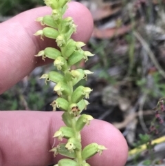 Microtis arenaria at Fryerstown, VIC - 11 Dec 2022