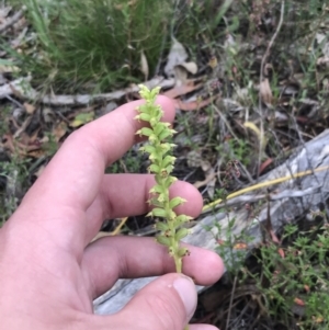 Microtis arenaria at Fryerstown, VIC - suppressed