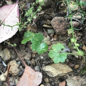 Hydrocotyle laxiflora at Taradale, VIC - 11 Dec 2022 04:47 PM