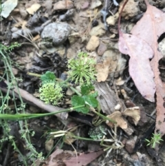 Hydrocotyle laxiflora at Taradale, VIC - 11 Dec 2022