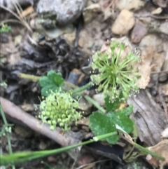 Hydrocotyle laxiflora at Taradale, VIC - 11 Dec 2022