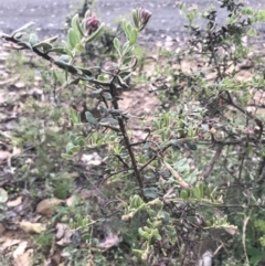 Grevillea alpina (Mountain Grevillea / Cat's Claws Grevillea) at Taradale, VIC - 11 Dec 2022 by Tapirlord