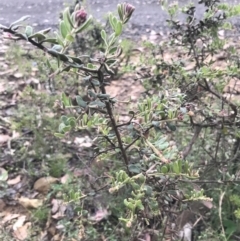 Grevillea alpina at Taradale, VIC - 11 Dec 2022 04:47 PM