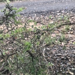 Grevillea alpina at Taradale, VIC - 11 Dec 2022 04:47 PM