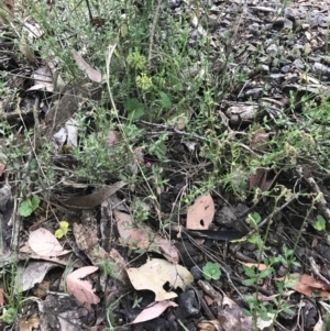 Gonocarpus tetragynus at Taradale, VIC - 11 Dec 2022