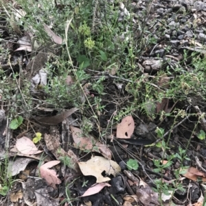 Gonocarpus tetragynus at Taradale, VIC - 11 Dec 2022