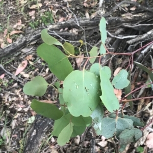 Eucalyptus polyanthemos at Taradale, VIC - 11 Dec 2022 04:46 PM