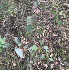 Eucalyptus polyanthemos at Taradale, VIC - 11 Dec 2022 04:46 PM