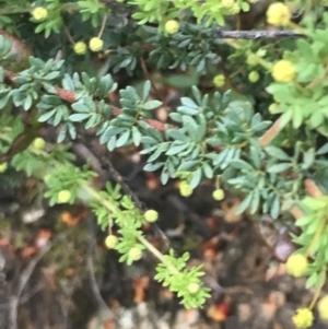 Acacia mitchellii at Taradale, VIC - 11 Dec 2022