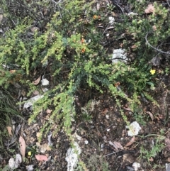 Acacia mitchellii at Taradale, VIC - 11 Dec 2022