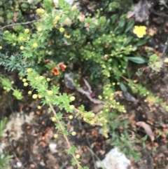 Acacia mitchellii at Taradale, VIC - 11 Dec 2022
