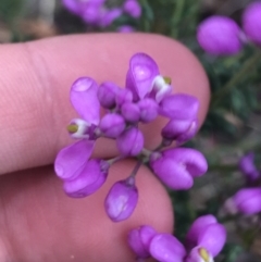 Comesperma ericinum (Heath Milkwort) at Taradale, VIC - 11 Dec 2022 by Tapirlord