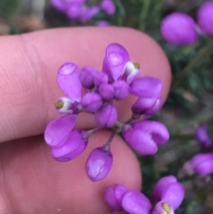 Comesperma ericinum at Taradale, VIC - 11 Dec 2022 04:36 PM