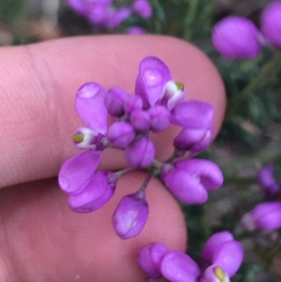 Comesperma ericinum (Heath Milkwort) at Taradale, VIC - 11 Dec 2022 by Tapirlord