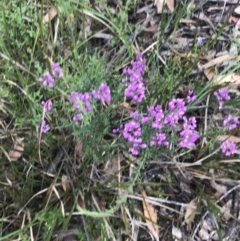 Comesperma ericinum at Taradale, VIC - 11 Dec 2022 04:36 PM