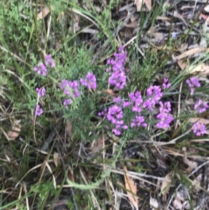 Comesperma ericinum at Taradale, VIC - 11 Dec 2022 04:36 PM