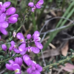 Comesperma ericinum at Taradale, VIC - 11 Dec 2022 04:36 PM