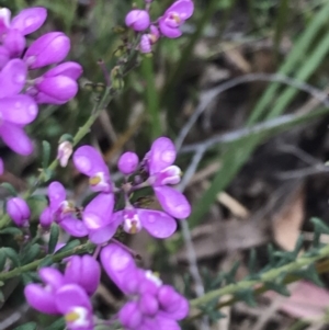 Comesperma ericinum at Taradale, VIC - 11 Dec 2022 04:36 PM